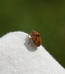 Homaemus aeneifrons
