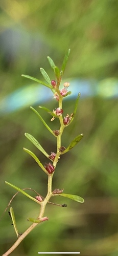 Low watermilfoil (Myriophyllum humile)