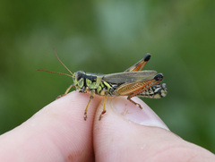 Melanoplus borealis