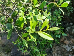 Olea capensis enervis