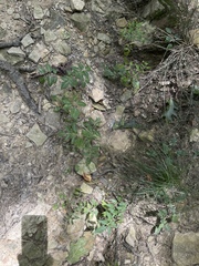 Solanum lycopersicum