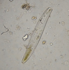 Bacillariophyceae