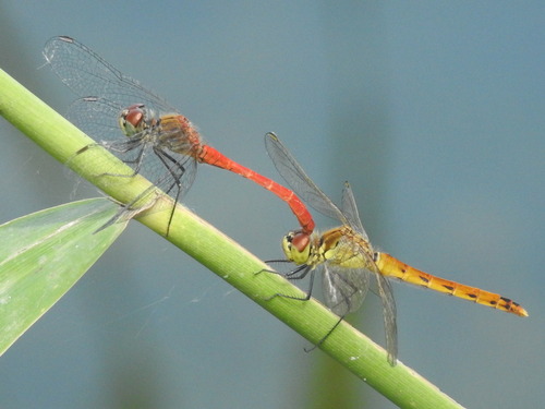 Sympetrum tibiale