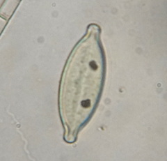 Bacillariophyceae