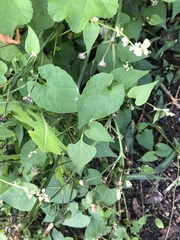 Fallopia convolvulus