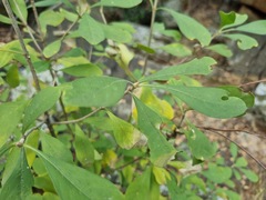 Pavetta gardeniifolia