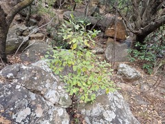 Pavetta gardeniifolia