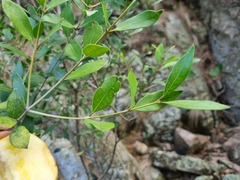 Olea capensis enervis