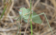 Caedicia scalaris