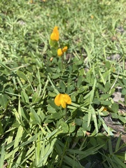 Arachis glabrata