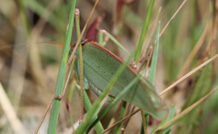 Caedicia scalaris
