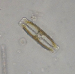 Bacillariophyceae