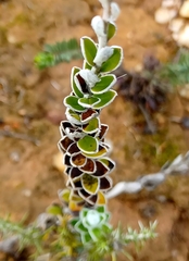 Struthiola argentea