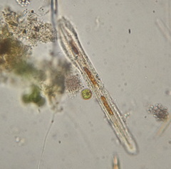Bacillariophyceae