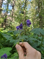 Aconitum delphiniifolium