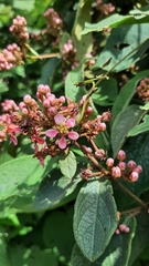 Heteropterys brachiata