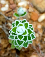Struthiola argentea