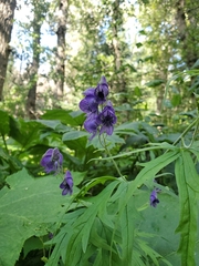 Aconitum delphiniifolium