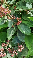 Heteropterys brachiata