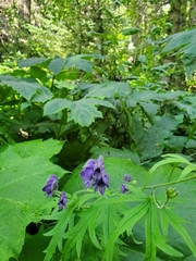 Aconitum delphiniifolium