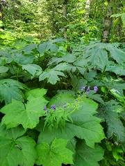 Aconitum delphiniifolium