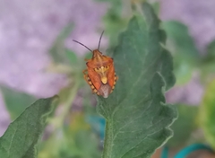 Carpocoris purpureipennis