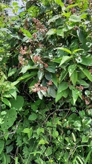 Heteropterys brachiata