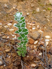 Struthiola argentea