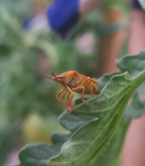 Carpocoris purpureipennis