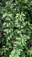 Euphorbia leucocephala