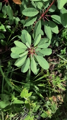 Euphorbia leucocephala