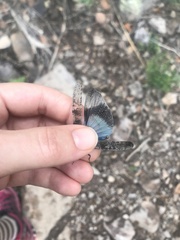 Trimerotropis cyaneipennis