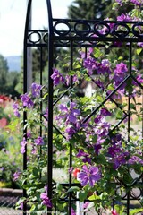 Clematis × jackmanii