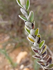 Struthiola argentea