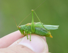 Orchelimum gladiator