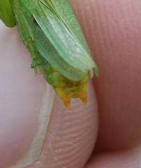 Orchelimum gladiator