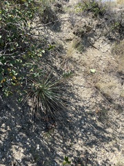 Yucca glauca glauca