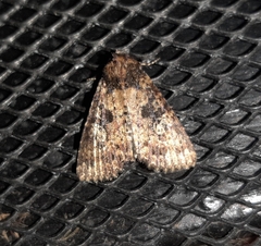 Condica samula