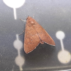 Anomis illita