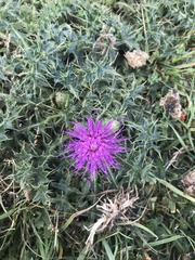 Cirsium acaule