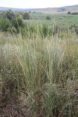 Thinopyrum elongatum