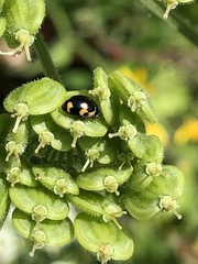 Ceratomegilla alpina