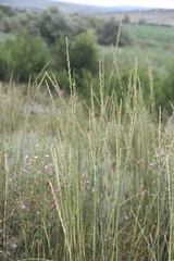 Thinopyrum elongatum