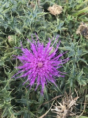 Cirsium acaule