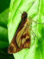 Vettius fantasos