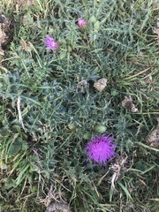 Cirsium acaule