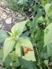 Epargyreus clarus clarus