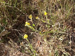 Psilostrophe gnaphalodes