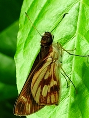 Vettius fantasos