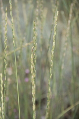 Thinopyrum elongatum